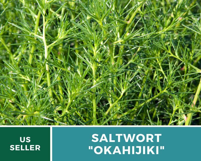 Saltwort – Salsola – 50 Seeds – Culinary & Medicinal Herb – GMO Free