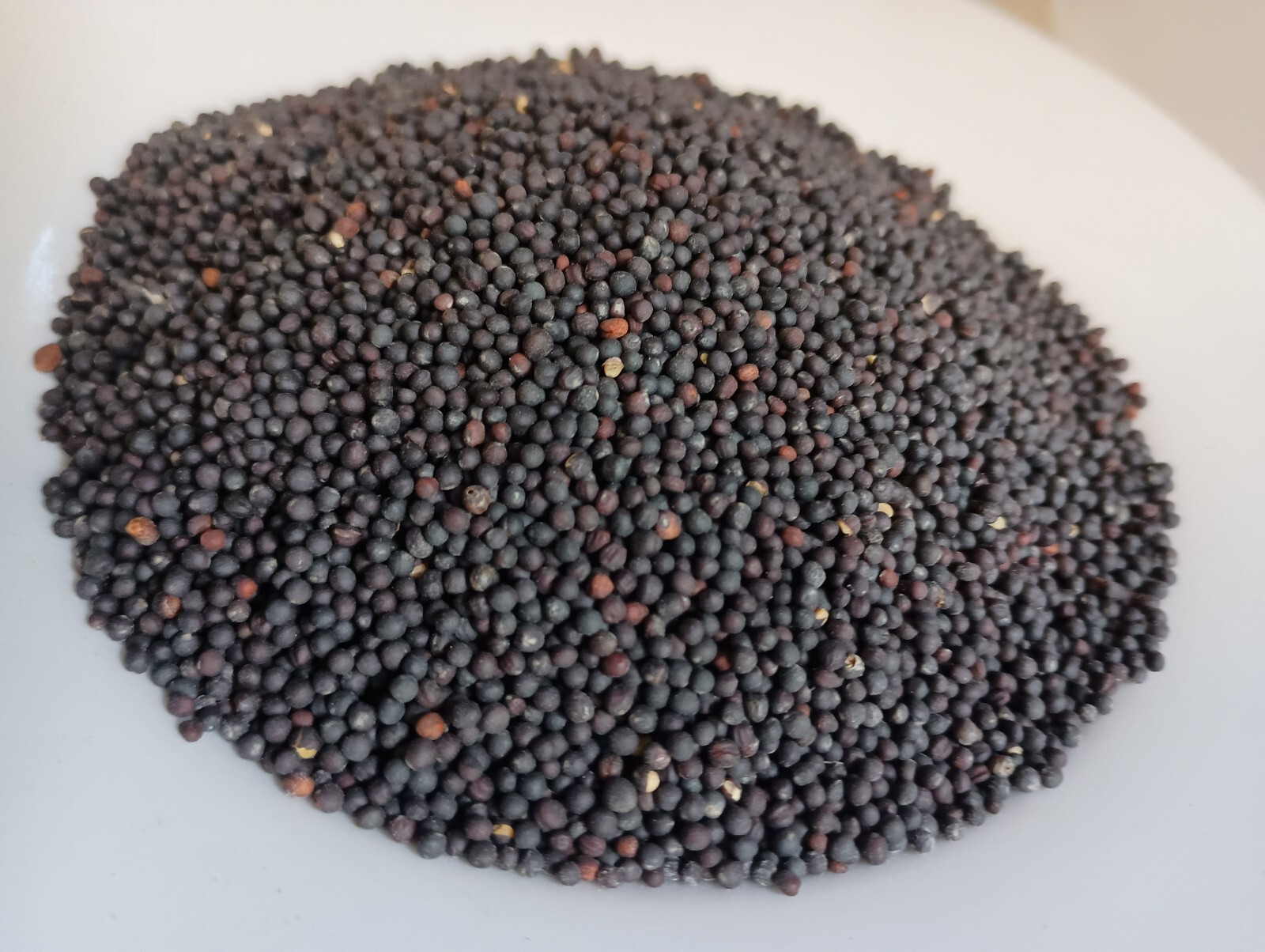 Trophy Rape Seed – NON-GMO Deer Food Plot & Forage Cover Crop (No-Till)