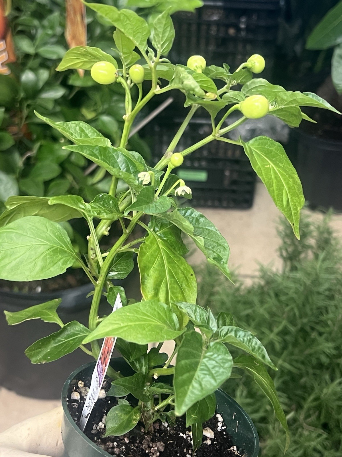 Extremely Hot Wiri Wiri Pepper Plants 225,000 SH One Live Plant In 4” Pot