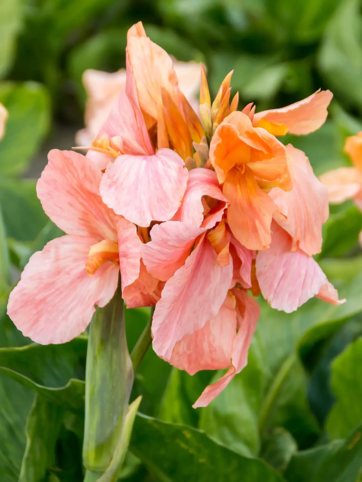 Canna Lily Seeds ~ YOU CHOOSE COLOR & QUANTITY~Free Ship from USA~Pls see descr