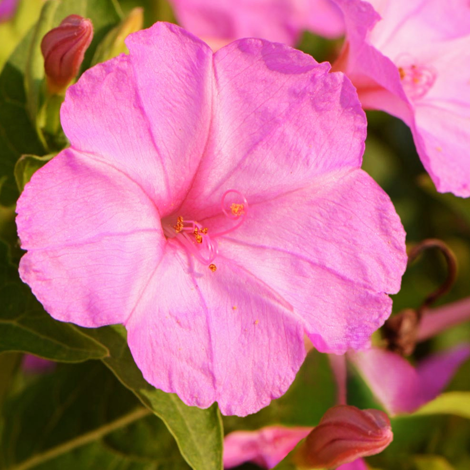 Baby Pink Four O’ Clock Seeds | Mirabilis Marvel Light Violet Flower Seed 2025