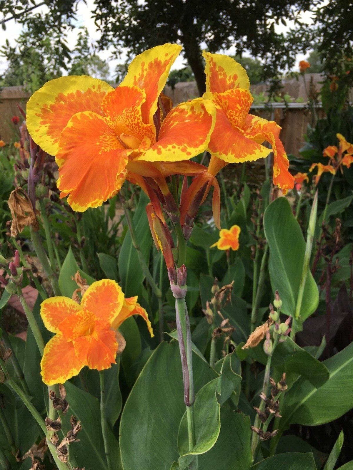 Yellow & Orange Canna Lily Bulbs. 15 Bulbos de Coyol Amarillos Con Anaranjado.