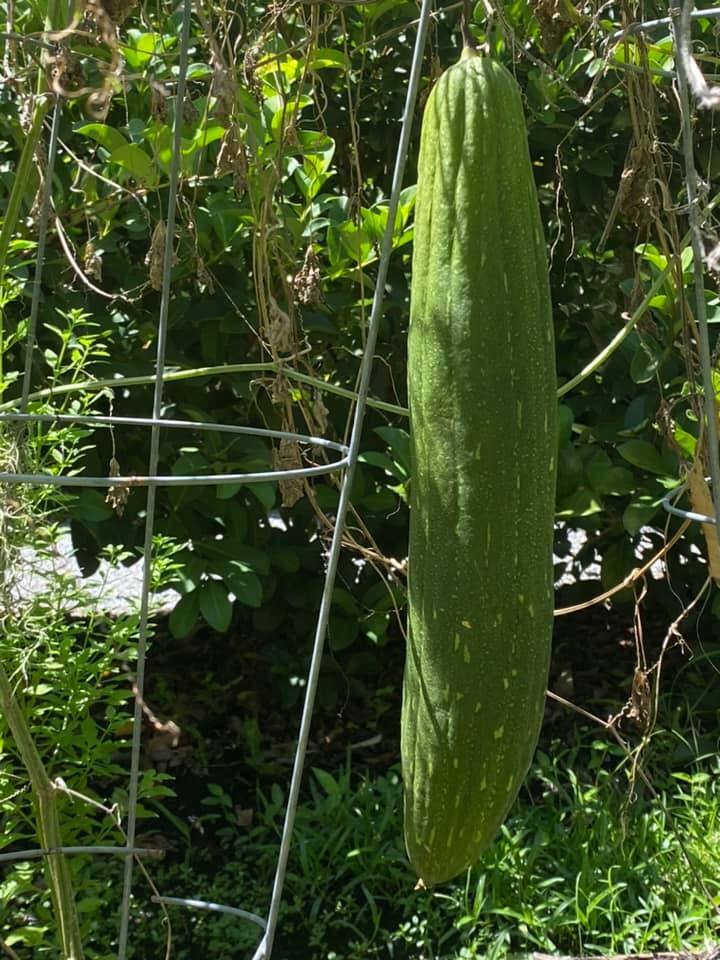 20 LOOFAH SEEDS ORGANICALLY GROWN IN FLORIDA. GROW YOUR OWN SPONGES