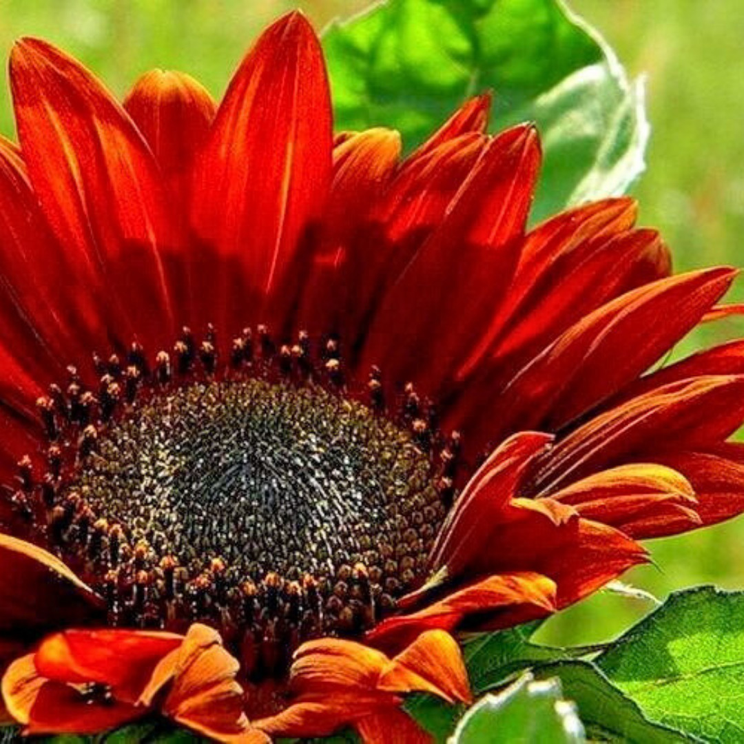 Fresh Premium Red Sun Sunflower Seeds | Heirloom Non-GMO | Flower seeds