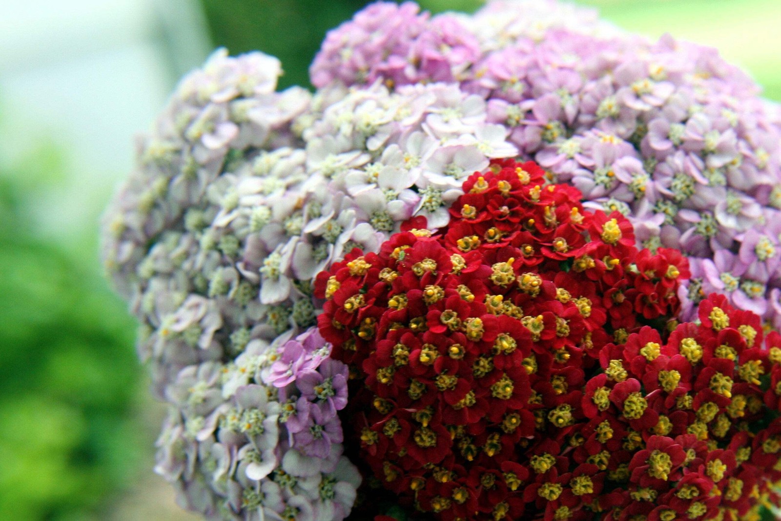 500 MIXED SUMMER YARROW Achillea Millefolium Red Pink White + Herb Flower Seeds