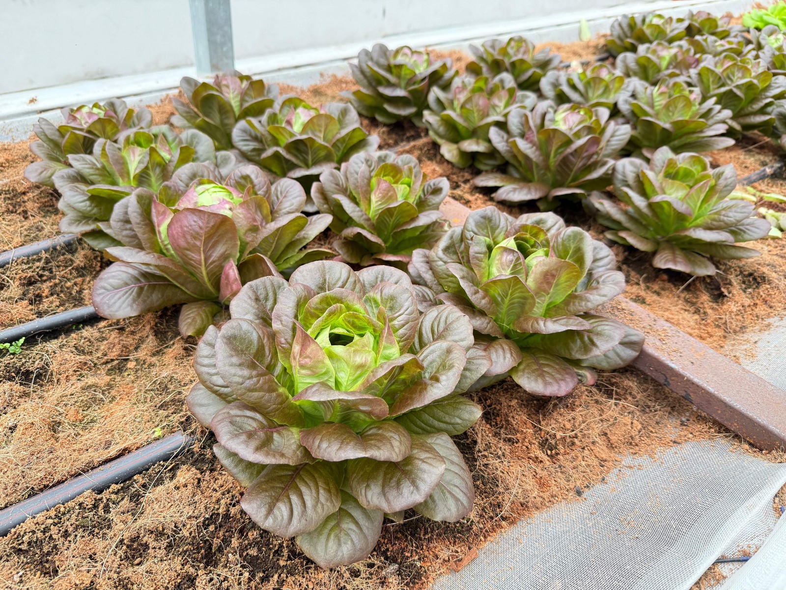 3000 CIMMARON Red ROMAINE LETTUCE Lactuca Sativa Vegetable Seeds