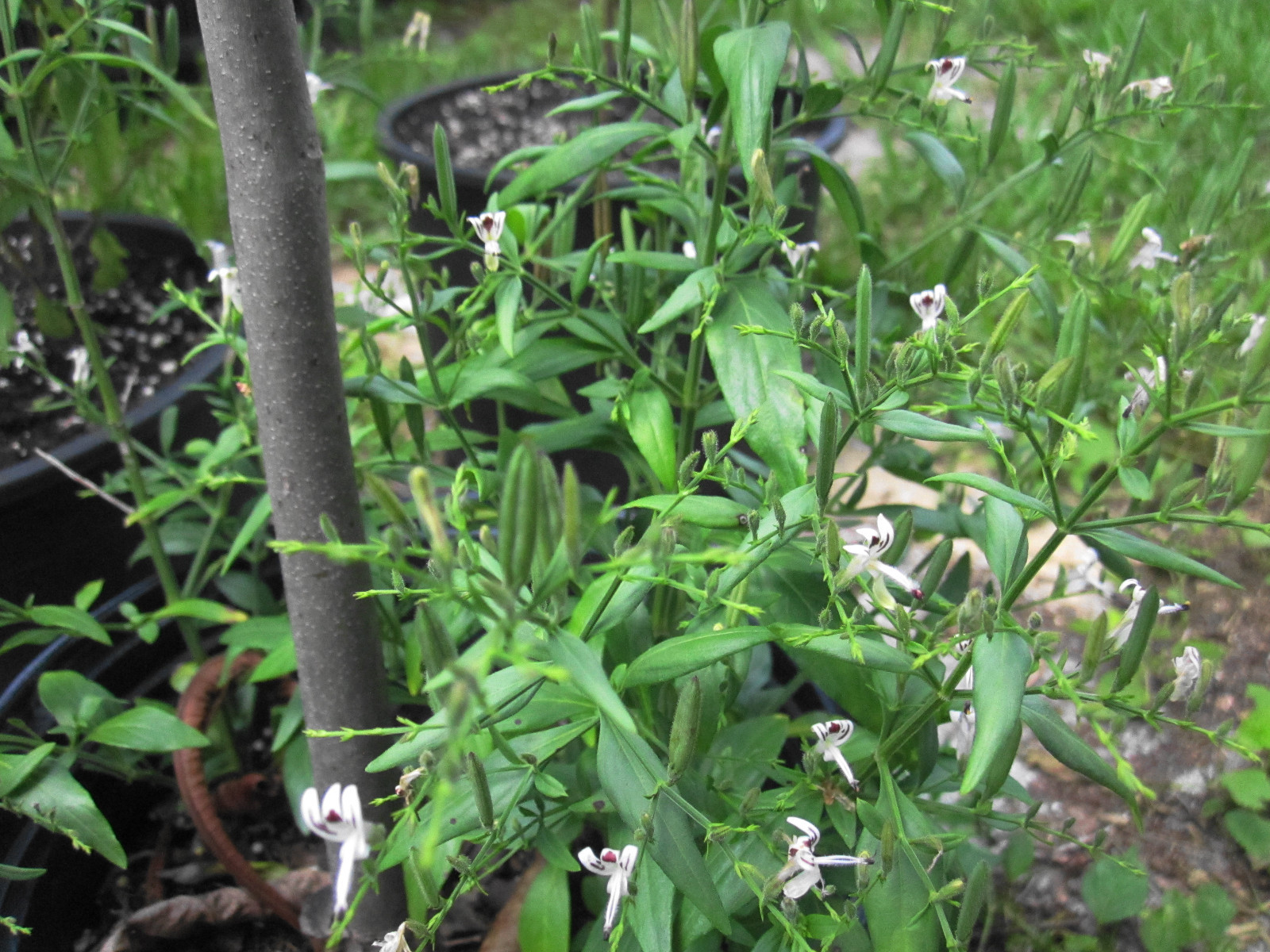Andrographis paniculata 50+ SEEDS FREE SHIPPING! Herbal immune booster, kalmegh