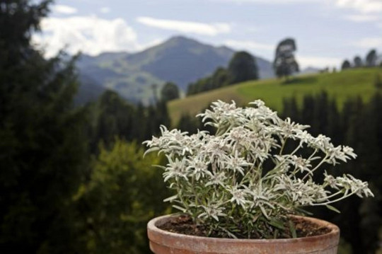 200+ Edelweiss Herb Seeds (Leontopodium Alpinum)