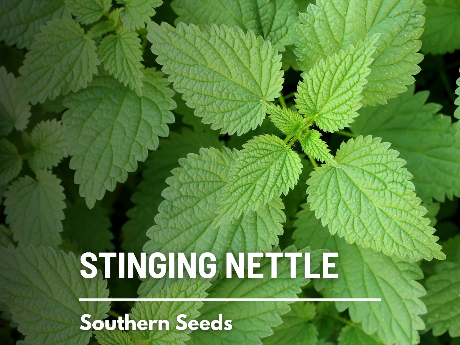 Stinging Nettle – 100 Seeds – Culinary& Medicinal Herb – GMO Free -Urtica Dioica