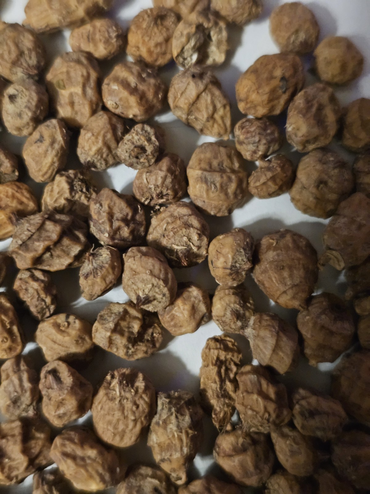 100 CYPERUS ESCULENTUS Seeds Tiger Nut Chufa Organic For Planting Or Eating.