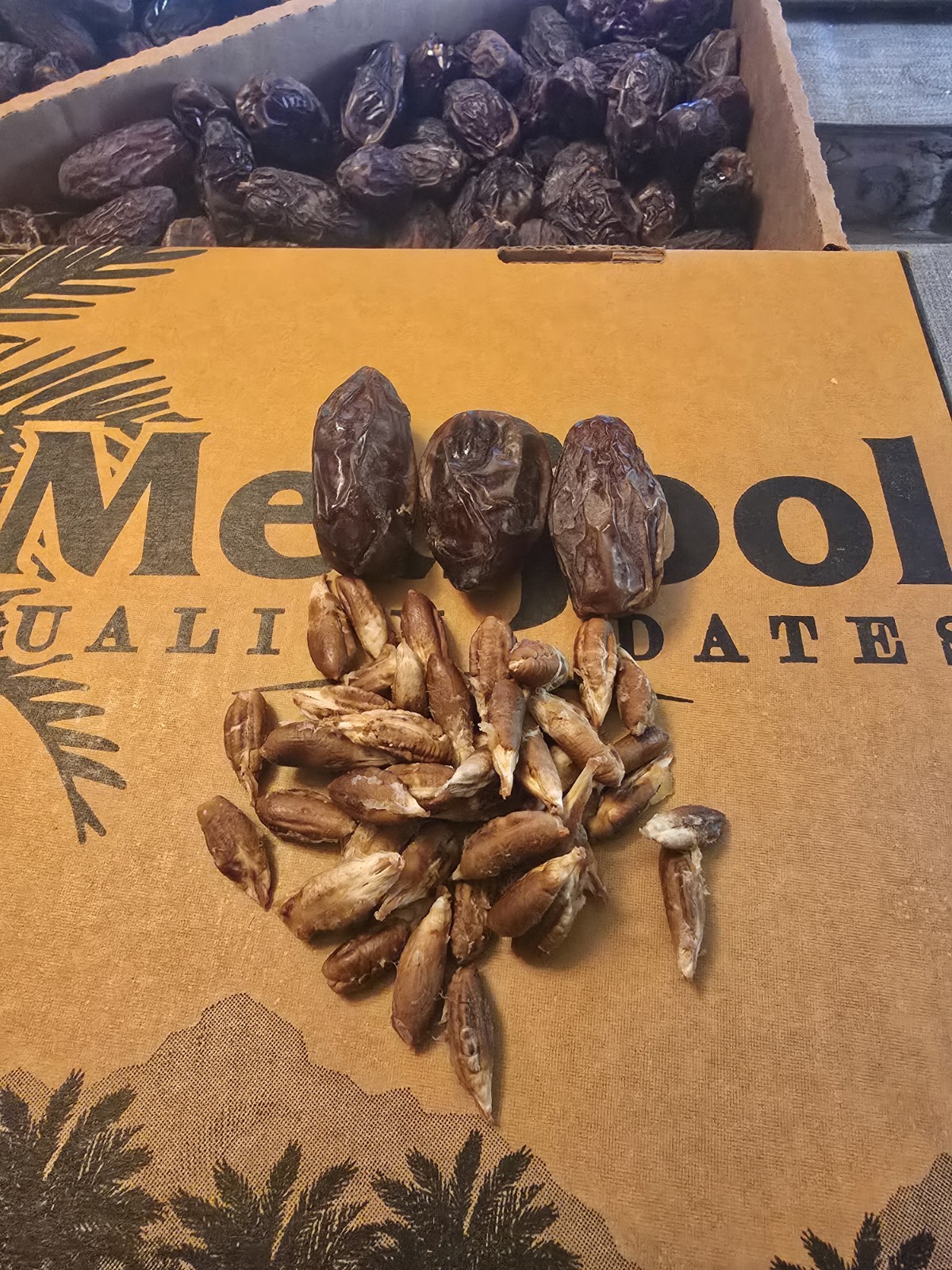 Medjool Dates 50 SEEDS ONLY