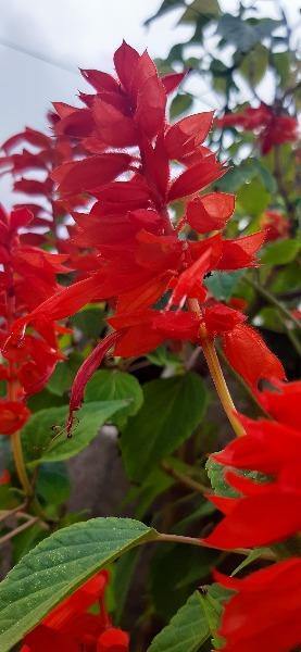 Lobelia cardinalis | Cardinal Flower | Queen Victoria | 150 Seeds
