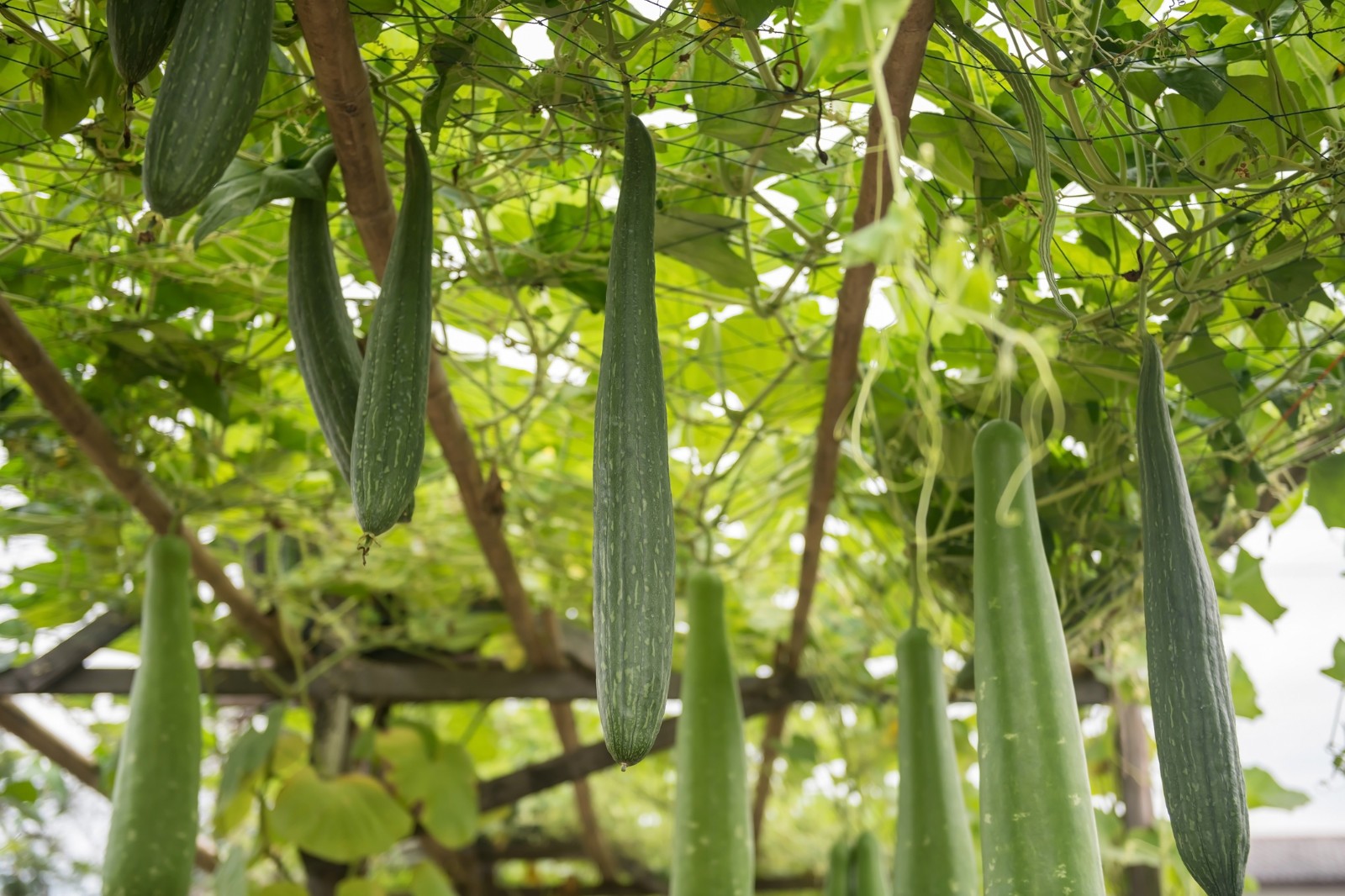 Organic Luffa Bath Sponge Seeds. 200 seeds! Excellent arbor coverage!