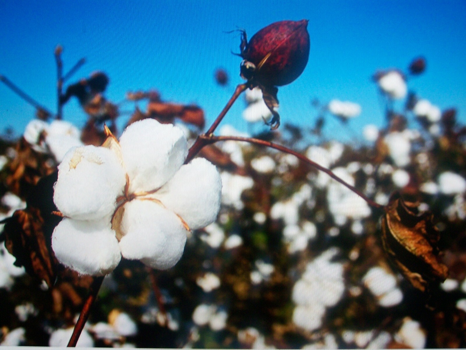 30 White Cotton Seed Pink Blooms Heirloom Ornamental Benefits St. Jude