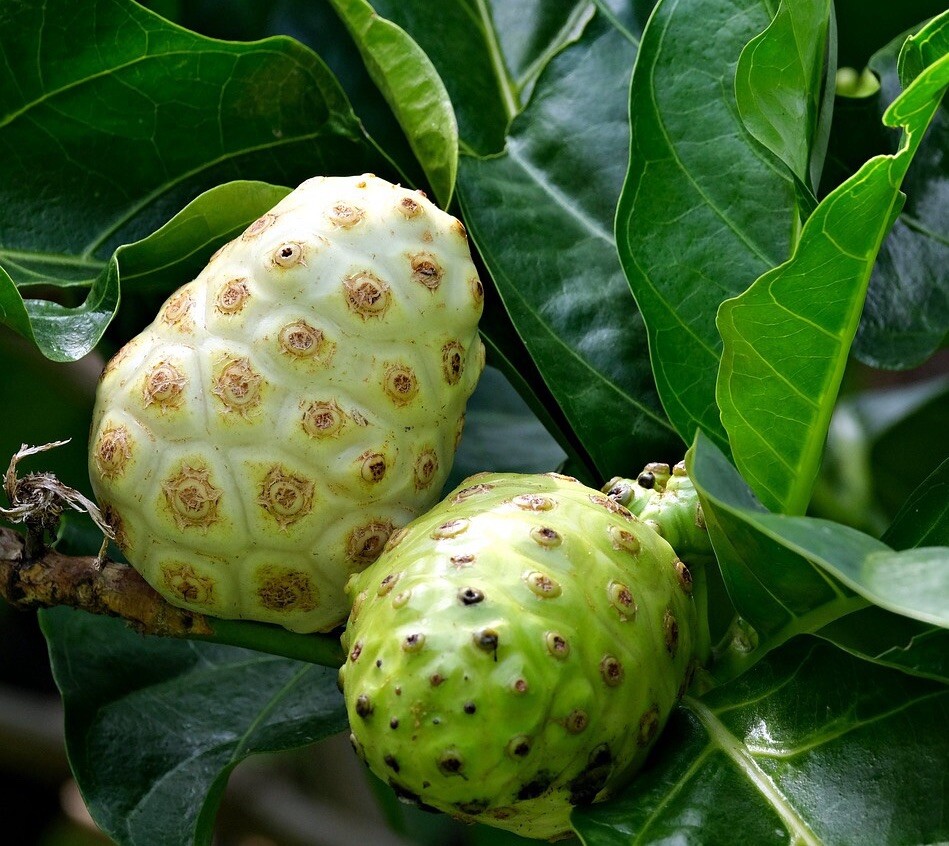 Morinda citrifolia Noni guanábana cimarrona fruta del diablo 20 Seeds
