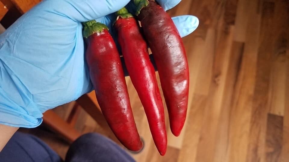 Organic Sweet Paprika PEPPER, Fuscher Paprika -30 Heirloom Seeds