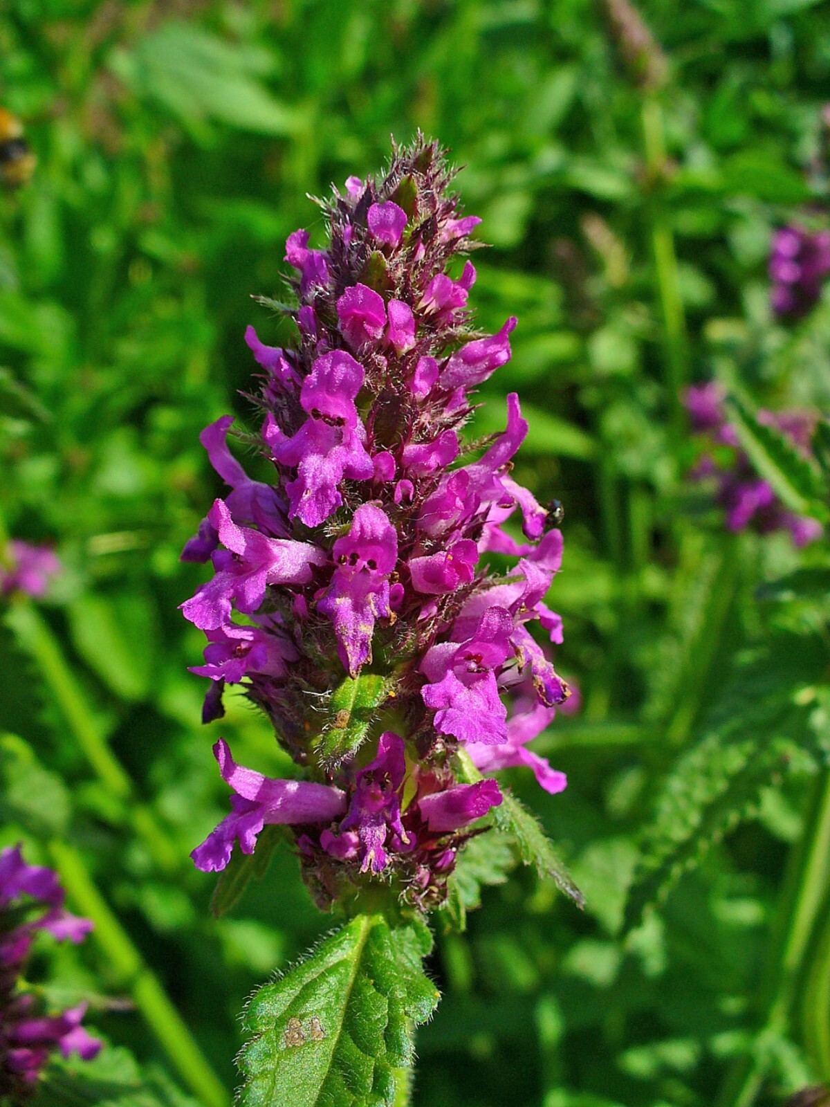 Betony Seeds – Stachys officinalis Seeds – Multiple Quantities