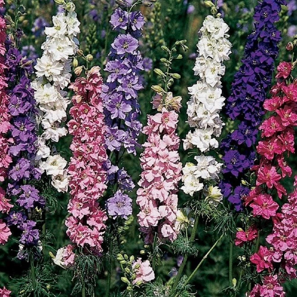 Delphinium Larkspur Giant Imperial Mix Flower Seeds,”COOL BEANS N SPROUTS” Brand
