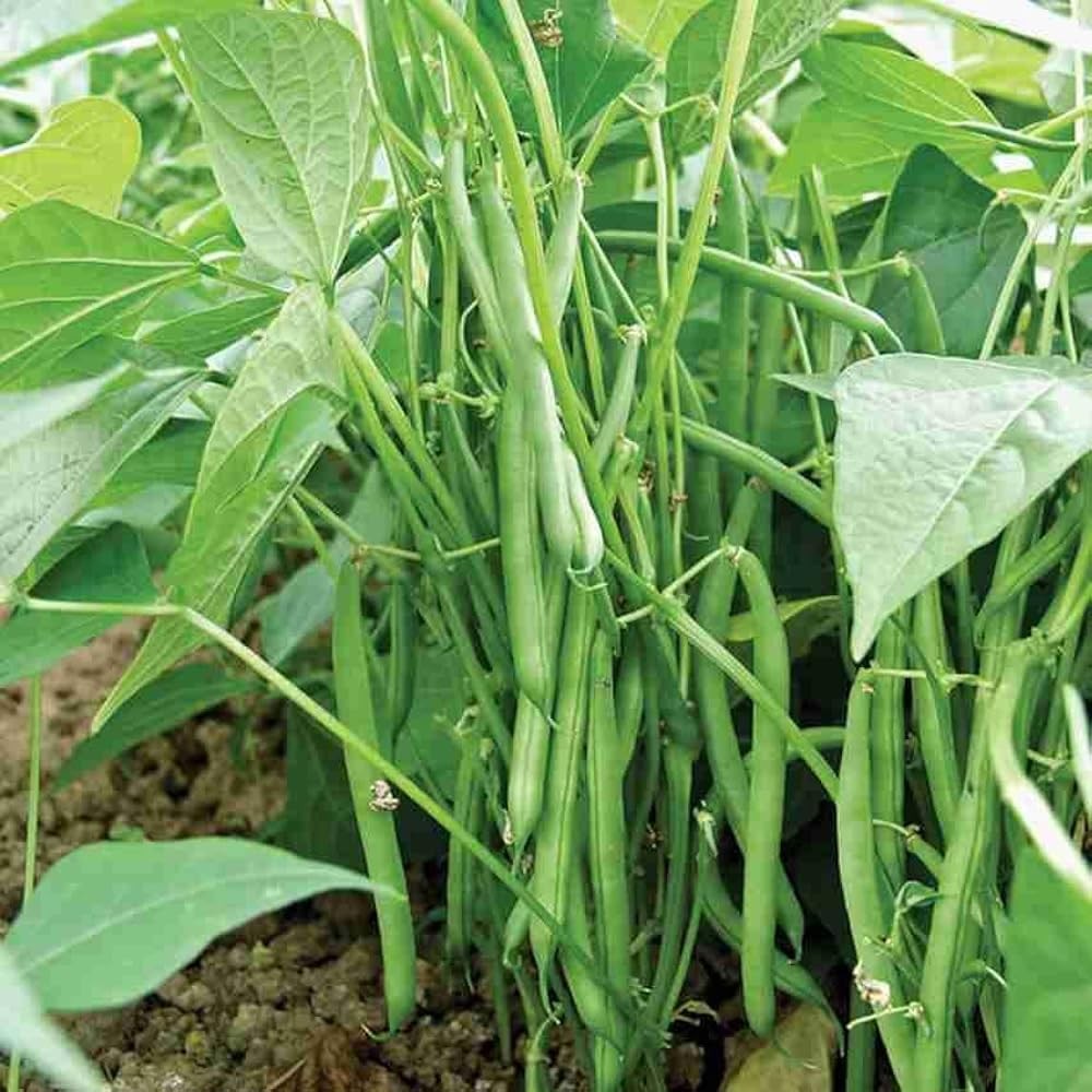 100+ Pcs Indian Cluster Bean Seeds, Non-GMO Vegetable Seeds for Planting, High