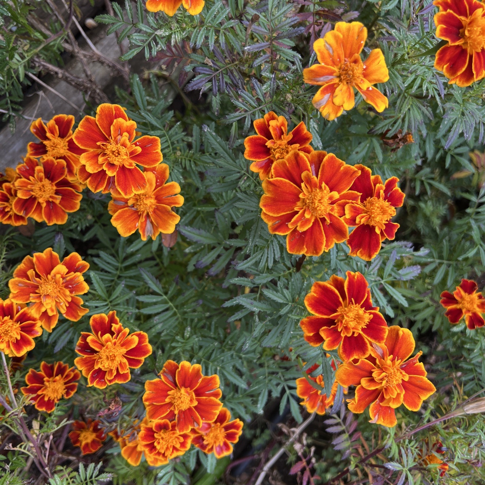 Beautiful Marigold SEEDS flower GARDEN annuals Orange Yellow 1000 seeds