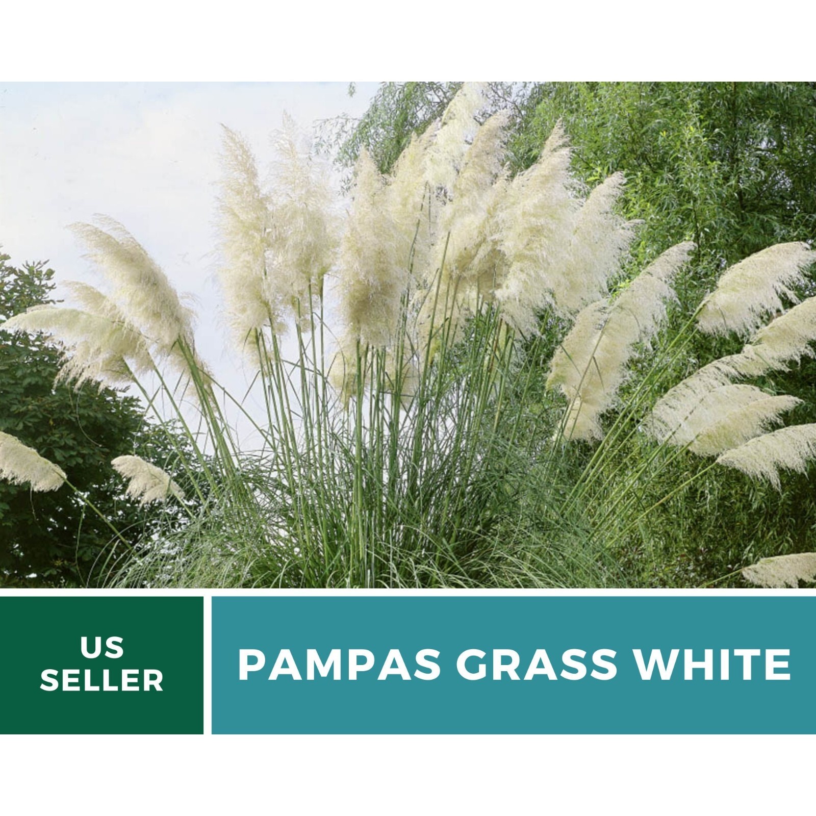 Pampas Grass, White – 100 Seeds – Heirloom Ornamental Grass – Elegant and Airy