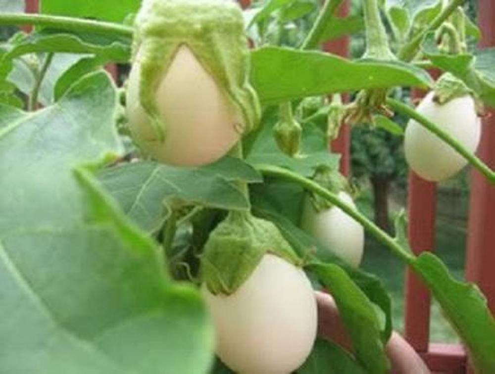 Ornamental Eggplant – 100 Seeds – Edible – Solanum Melongena