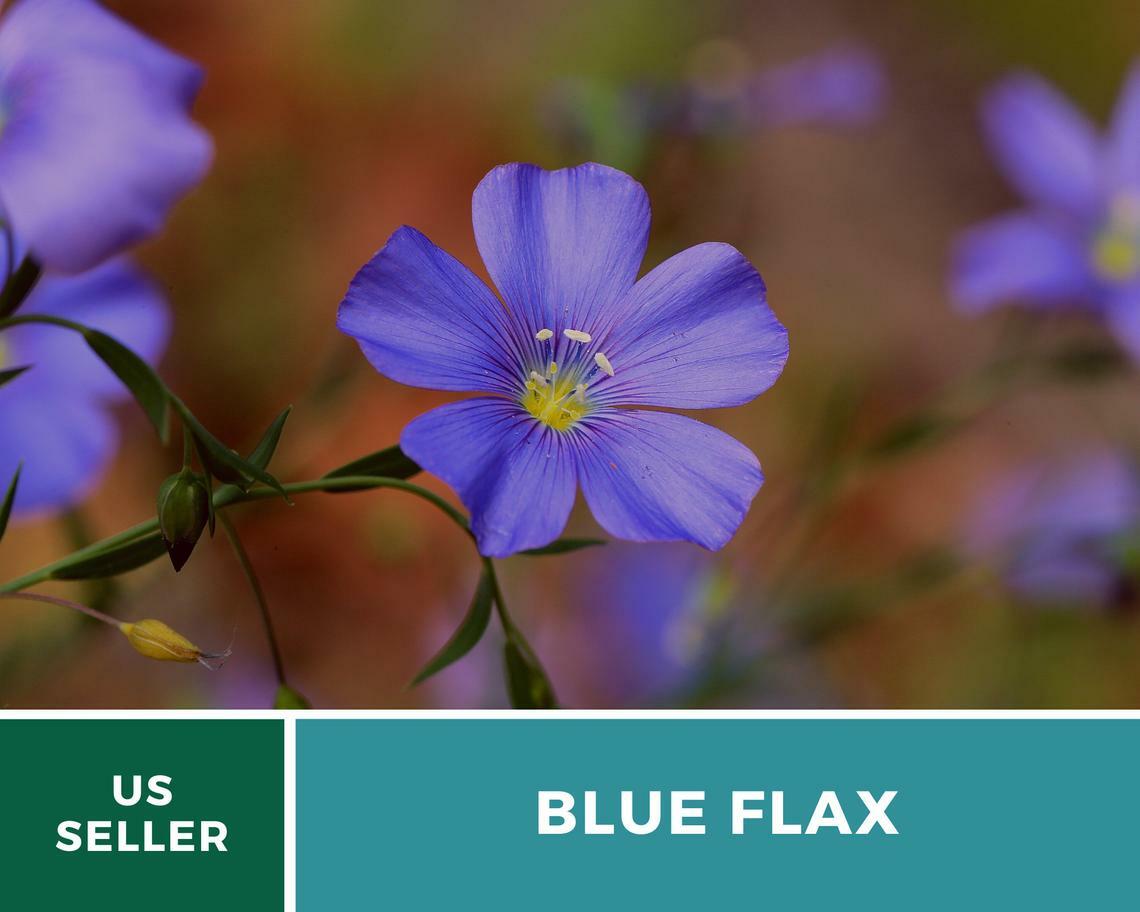 Flax, Blue – “Prairie Flax” – 100 Seeds – Stunning Flowers – Sow Spring or Fall