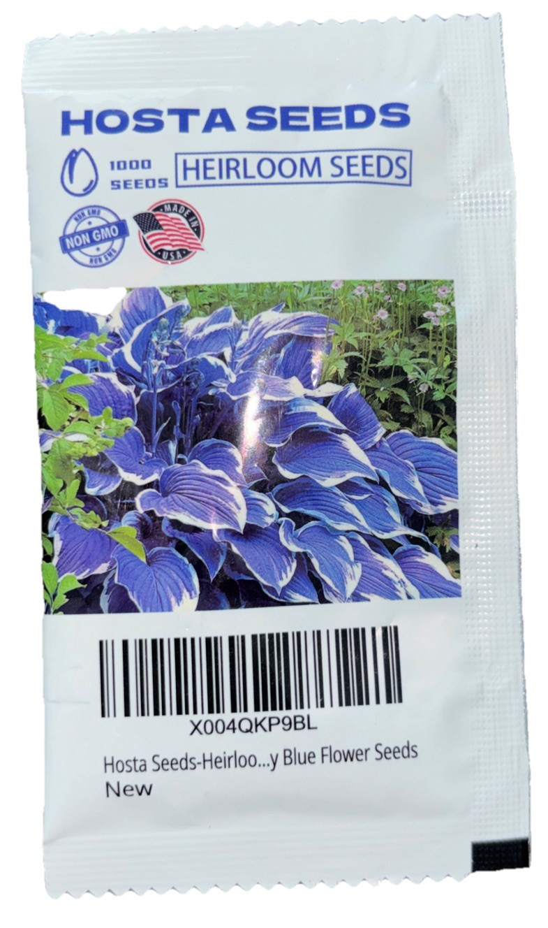 1000 Heirloom Seeds BLUE HOSTA NON GMO Garden Perennials ZONE 3-9 Seed Spring/-