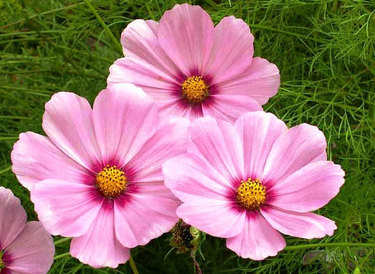 COSMOS GLORIA FLOWER 30 FRESH SEEDS FREE USA SHIPPING