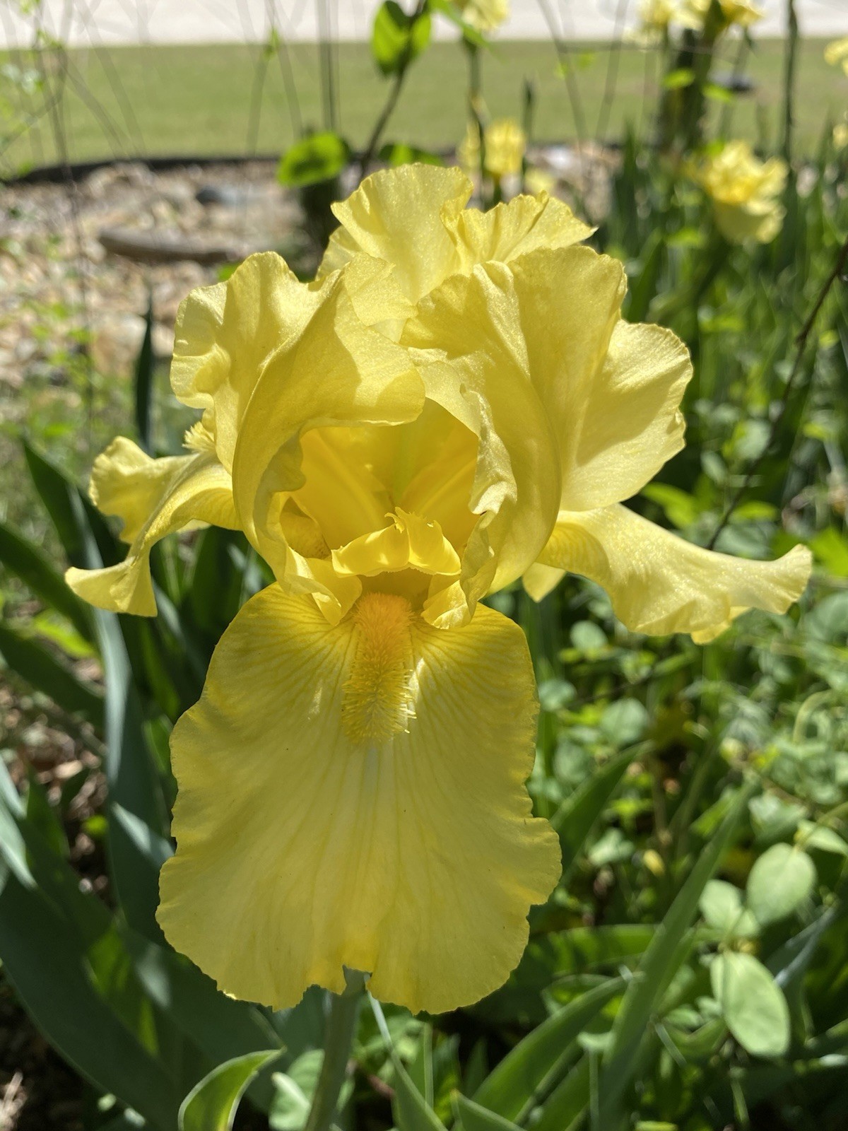 Tall Bearded Iris–Yellow; 2 Rhizomes