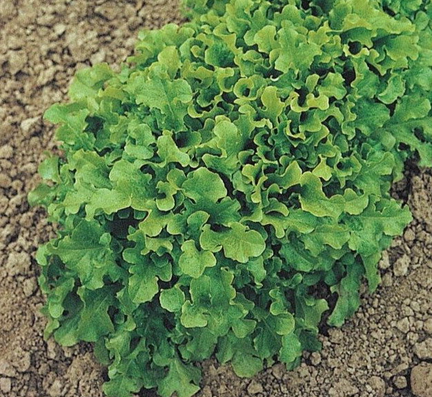 1 Gram Fresh | NON-GMO | Salad Bowl Leaf Premium Lettuce Seeds-B 44