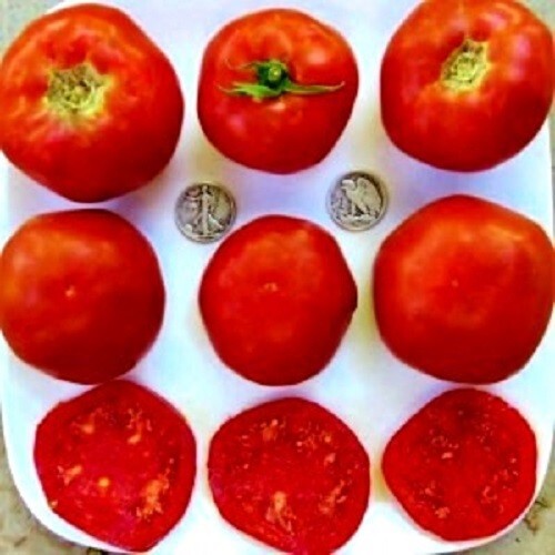Mule Team – Delicious 25 Fresh Seeds 2023 – Buy any 3 var, 20% off entire order