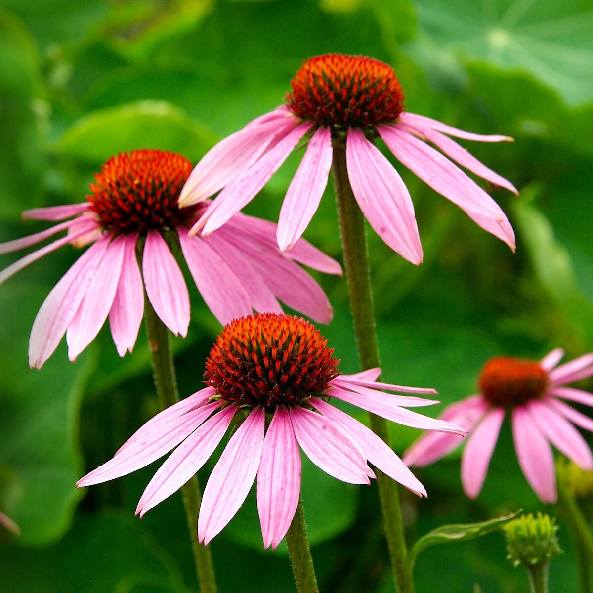 1000 Purple Coneflower Wildflower Seeds – Everwilde Farms Mylar Seed Packet