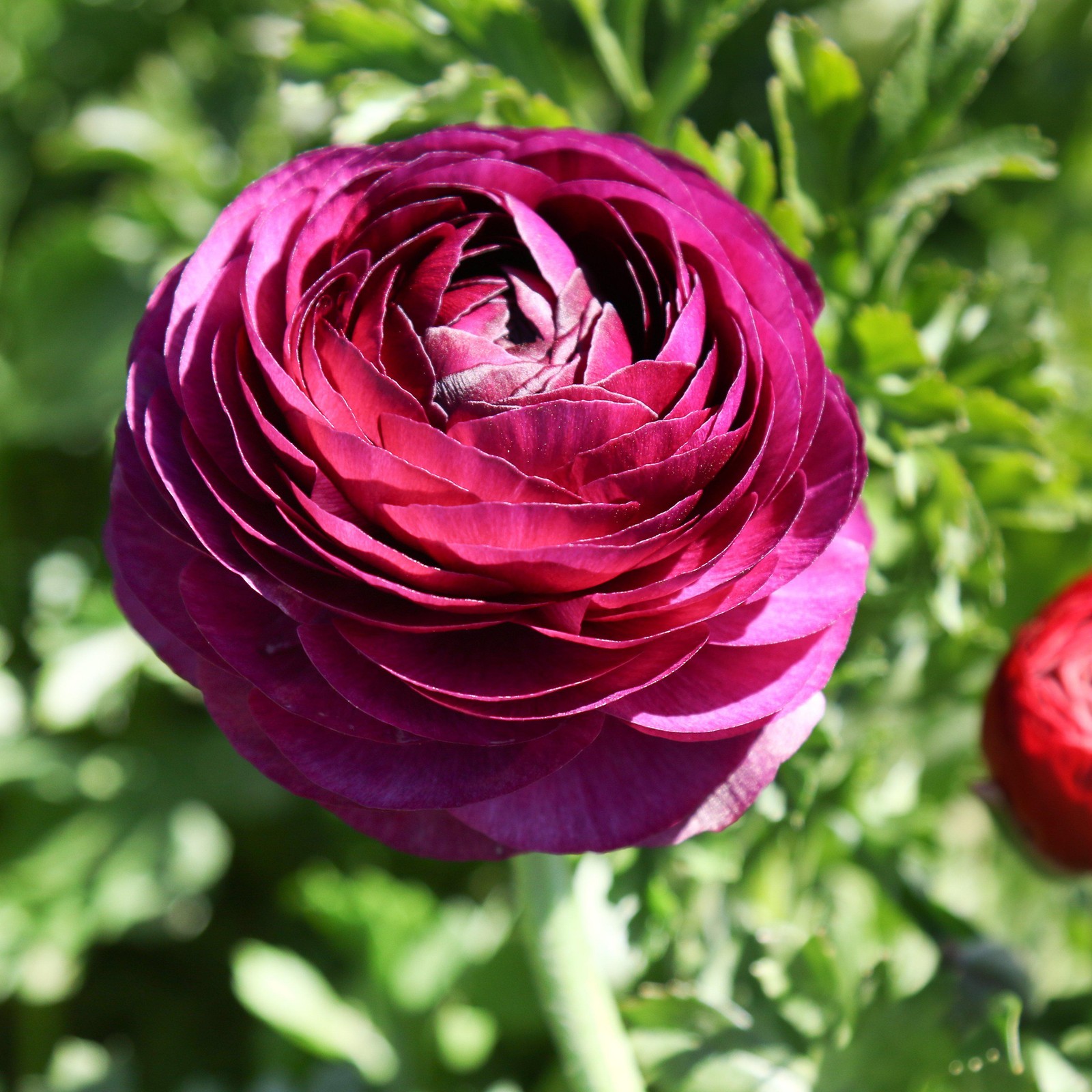 Easy to Grow Ranunculus Buttercup Merlot 10 Plant Bulbs, Spring Flowers