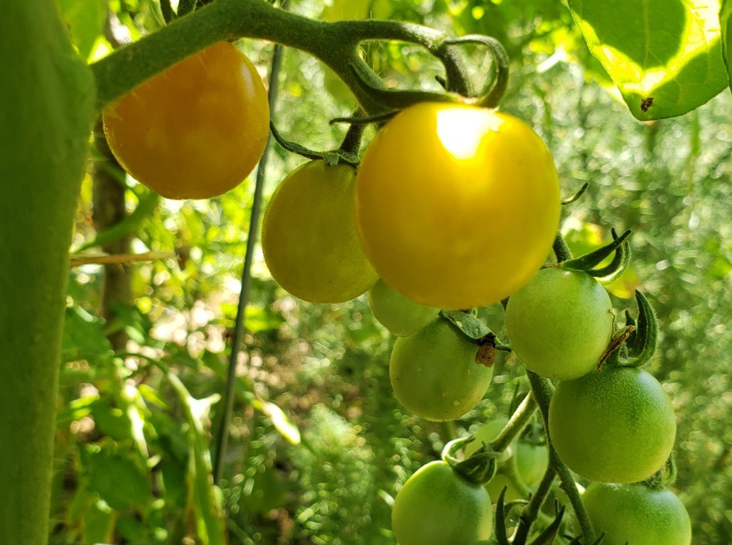Sungold Select 2 Cherry Tomato (25 Seeds) – Free Shipping – very juicy!