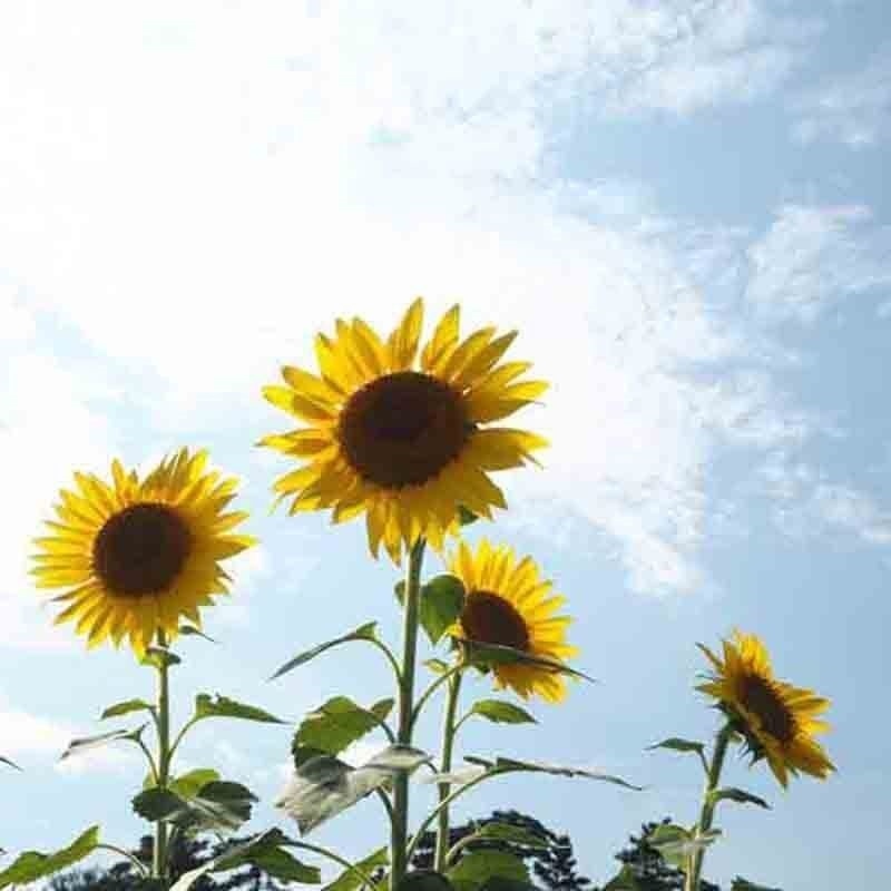 25+ STRIPED SUPER TALL SUNFLOWER GIANT RARE SEEDS MAMMOTH BUTTERFLIES BEES USA