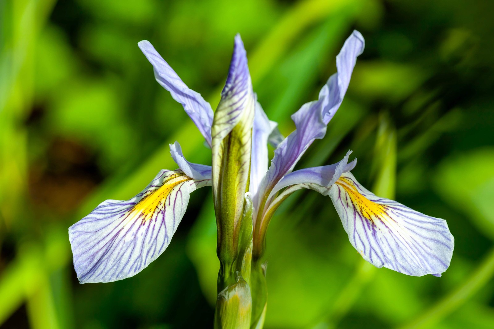 50 MISSOURI IRIS Missouriensis Rocky Mountain Blue Purple Yellow Flower Seeds