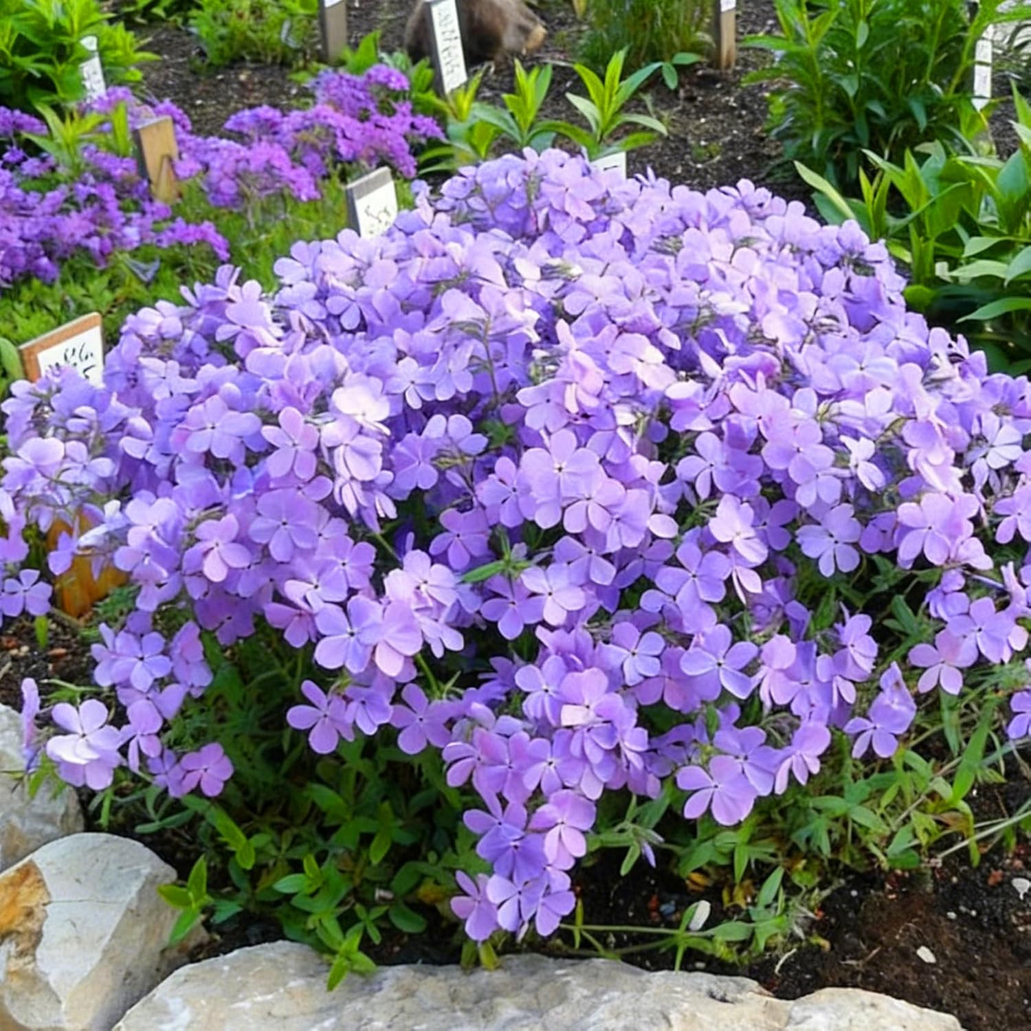 Creeping Phlox Seeds for Planting, 1000+pcs Rare Perennial Creeping Purple Ph…
