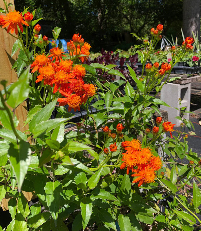 Set 2 Mexican Flame Vine Plant – 3-6″ Tall – Fast-Growing Tropical Climbing Vine