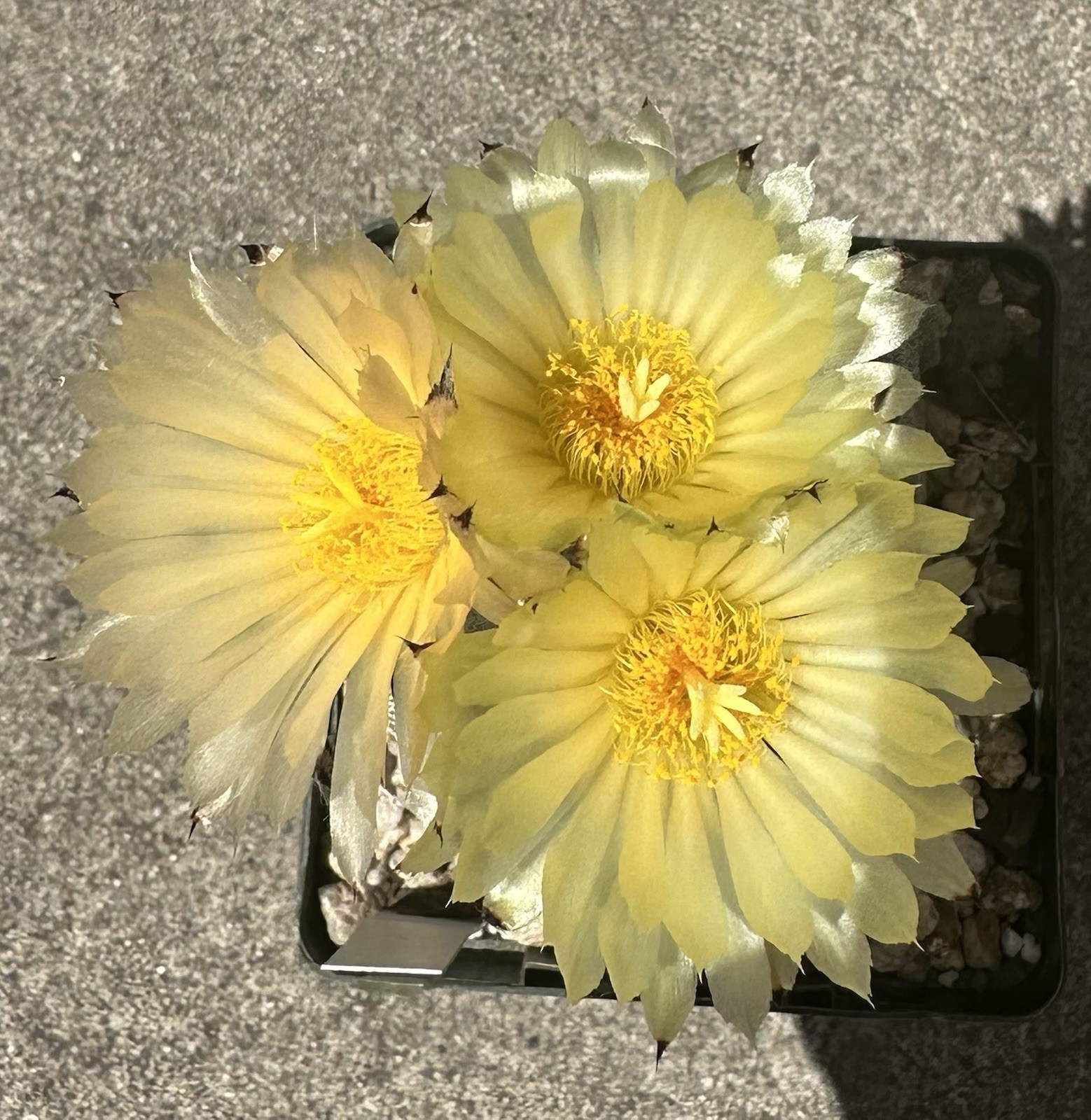 25 Seeds Astrophytum Myriostigma Tricostatum Cactus Seeds 2025