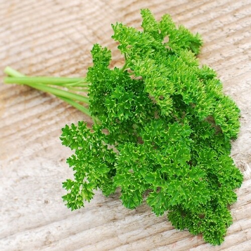 Forest Green Parsley Seeds | Heirloom / Non-GMO | Free Shipping | Herb Seed 1132