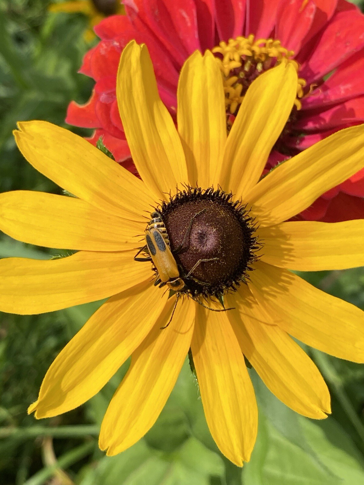 100+ Black Eyed Susan Seeds Native Wildflower Attracts Pollinators Bees