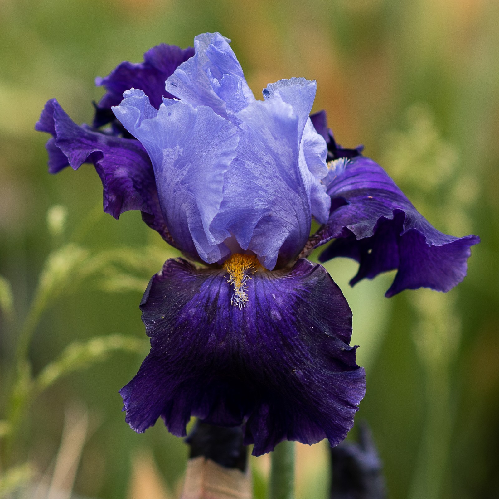 **Best Bet** Tall Bearded Iris. Pre-Order, Combined Shipping: Jul – Sep