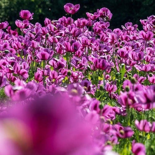 Heirloom Hungarian Blue Breadseed Poppy Seeds | Stratified Papavaer somniferum