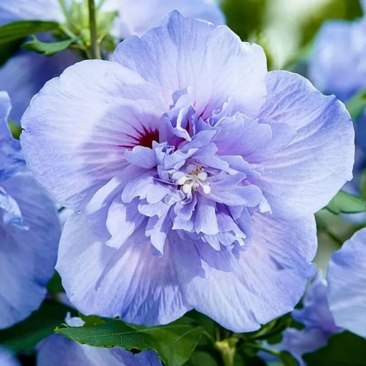 Althea (Hibiscus Syriacus) | 2 Bare-roots