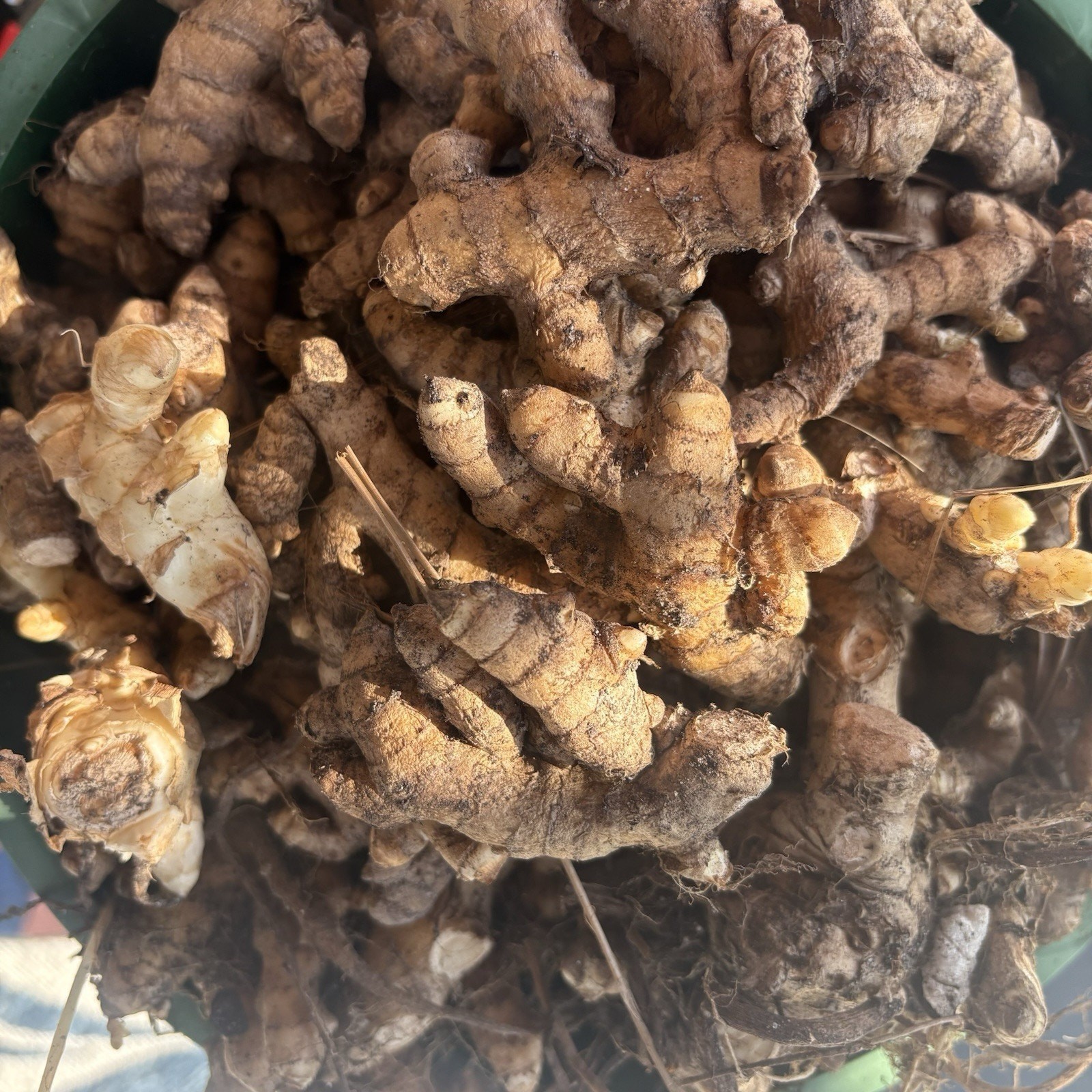 Ginger Curcuma Petiolata Hidden Pink Flowering 5 Rhizomes