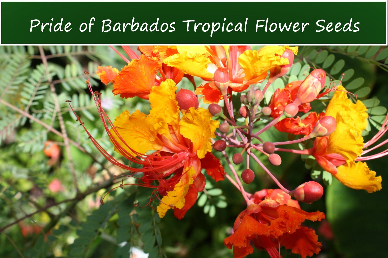 Tropical Seeds – Dwarf Poinciana 10 Heirloom Seeds-Caesalpinia pulcherrima