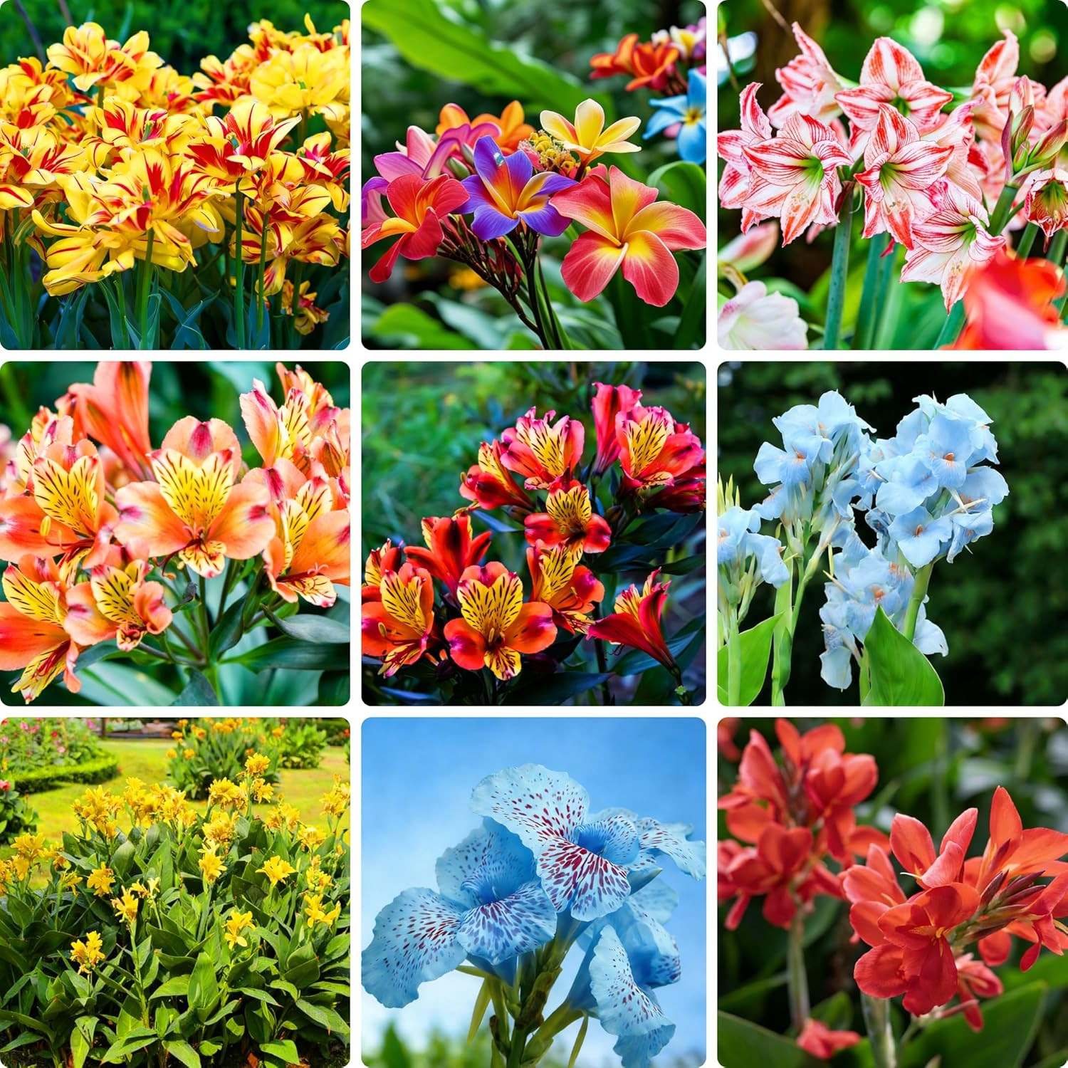 Canna Lily Seeds for Planting, 10Pcs Perennial Canna Flower Seeds Non-Gmo Heirlo