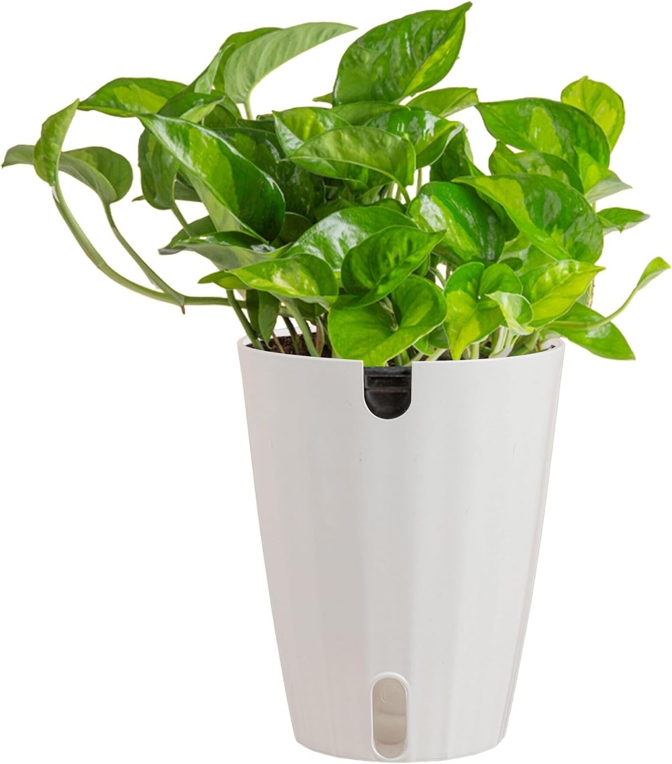 Costa Farms Global Green Pothos Live Plant in Self Watering Pot, Air Purifying I