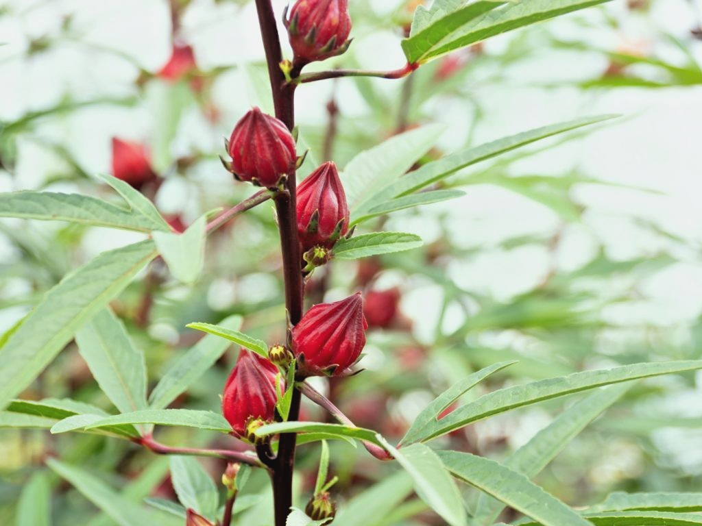 🌱NEW! Heirloom Roselle/ Florida Cranberry/ Jamaica sorrel Flower 20 Seeds